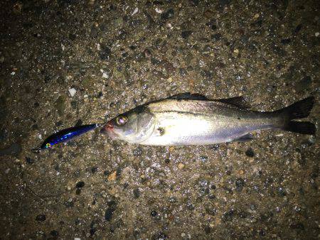 雨の舞洲短時間釣行