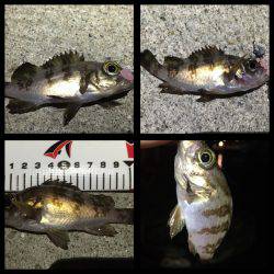 ミニメバルばかりで…(>_<)