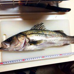 アジ飲ませでお土産確保