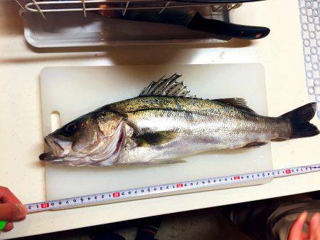 アジ飲ませでお土産確保