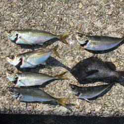 Newロッドでアジング!