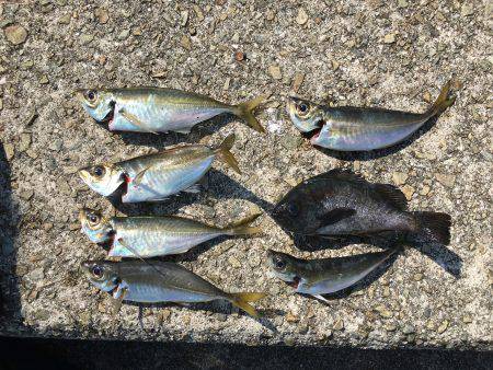 Newロッドでアジング!