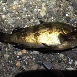 今日こそはアベレージ超えを…