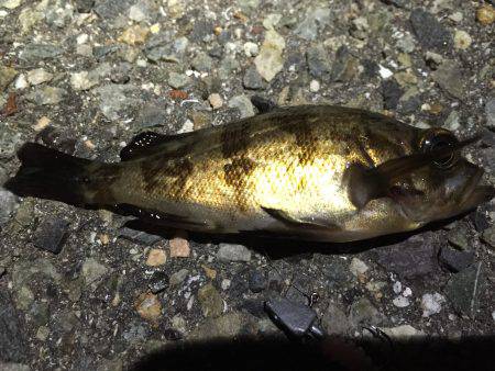 今日こそはアベレージ超えを…