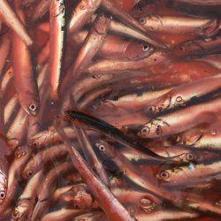 イワシフィーバー