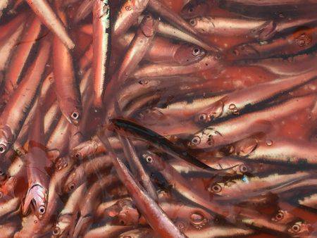 イワシフィーバー