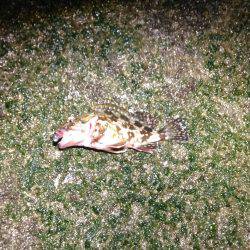 何だこの魚種は！？