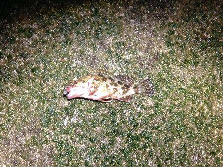 何だこの魚種は！？