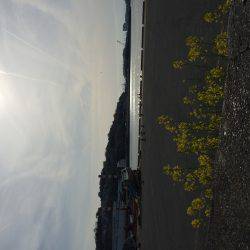 水軒でビックなチヌ！