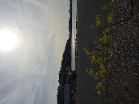 水軒でビックなチヌ！