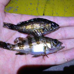 マイクロメバル。