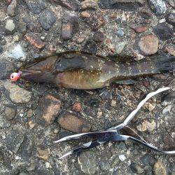 春うららデイゲーム！！