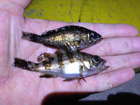 マイクロメバル。