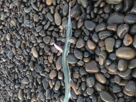 なんとも言えないですね。