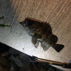 岬フロートメバリング！