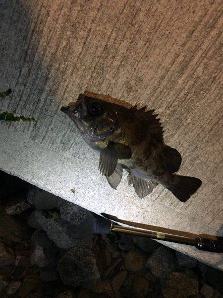 岬フロートメバリング！