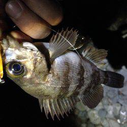 やっと春が来た