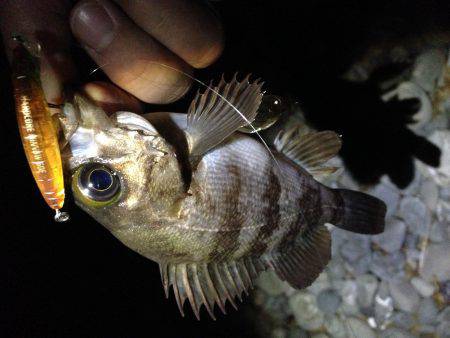 やっと春が来た