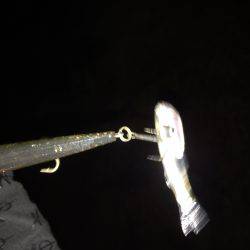 初バチパターン！