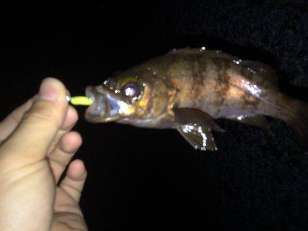 フロートメバリング