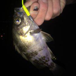 一瞬だけ入れ食い