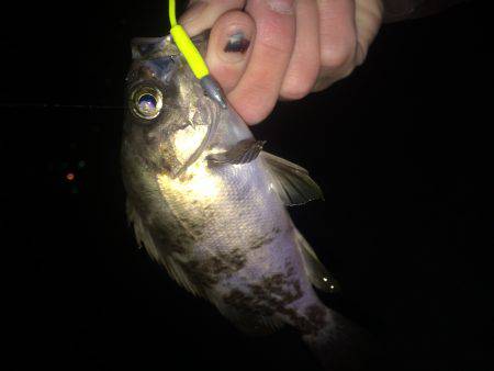 一瞬だけ入れ食い