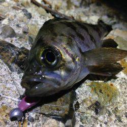 雨が降る前に。
