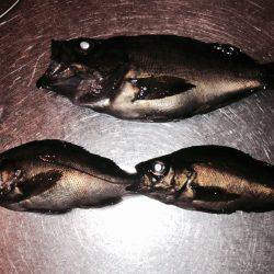 メバリング失速