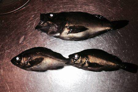 メバリング失速