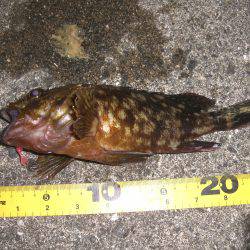 ガシラ大漁V(^_^)V