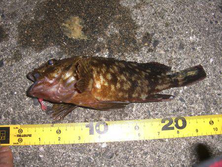 ガシラ大漁V(^_^)V