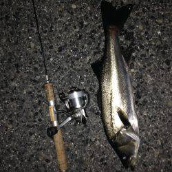 ガンガン釣りまくる^_^