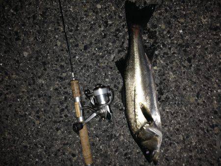 ガンガン釣りまくる^_^