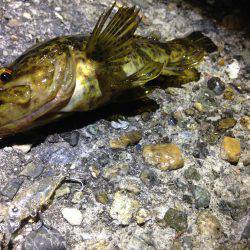 無風、プラッギング修行!