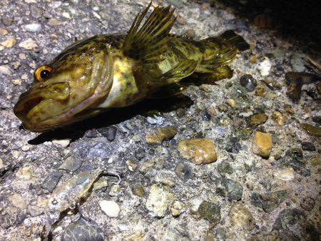 無風、プラッギング修行!