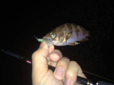 仕事終わりメバリング