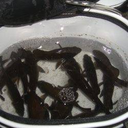 ロリメバハント