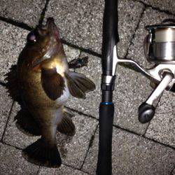 デカメバル降臨