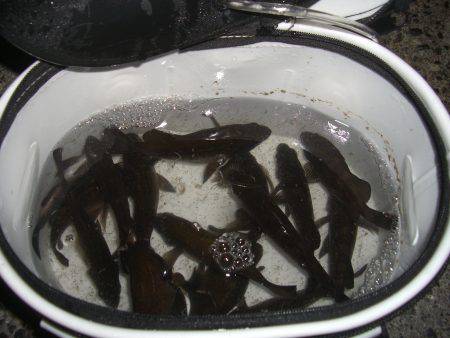 ロリメバハント