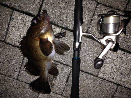 デカメバル降臨