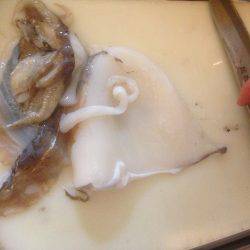 コウイカゲット