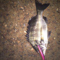 気軽にチヌ、キビレゲーム