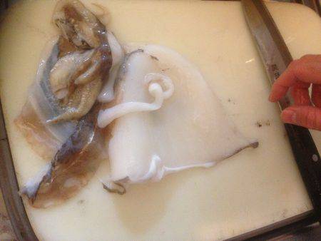 コウイカゲット