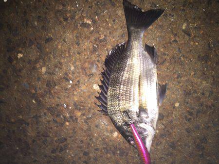 気軽にチヌ、キビレゲーム