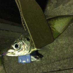 アジング、始まります!