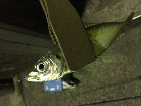 アジング、始まります!