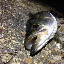 メバルがいない代わりに…