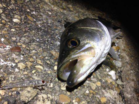 メバルがいない代わりに…