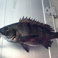 バチよりもベイト