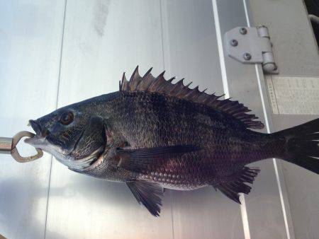 バチよりもベイト